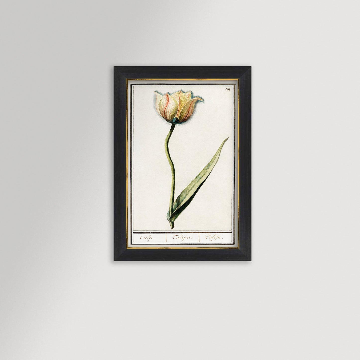 Botanical Tulip 44 Archival Reproduction Art Print