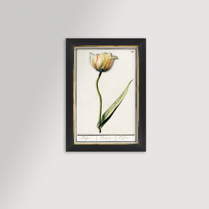 Botanical Tulip 44 Archival Reproduction Art Print