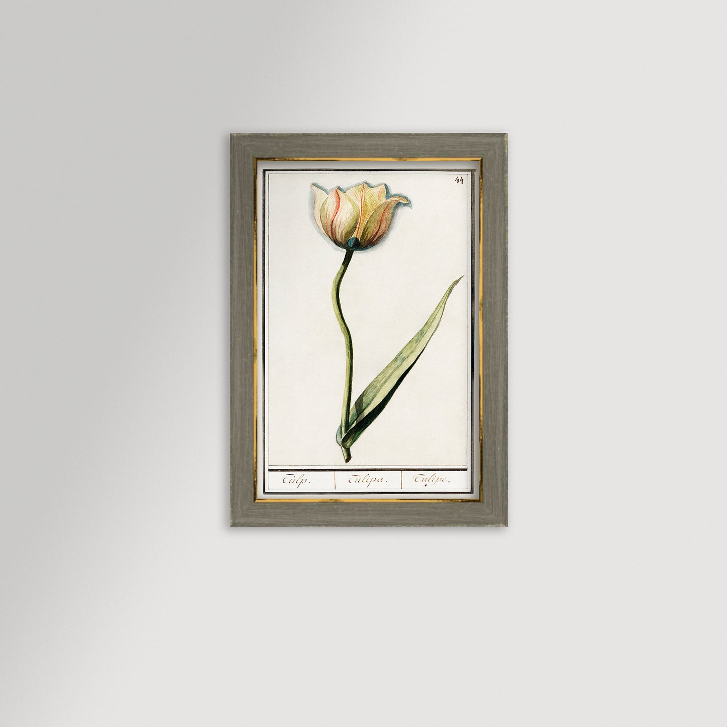 Botanical Tulip 44 Archival Reproduction Art Print