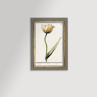 Botanical Tulip 44 Archival Reproduction Art Print