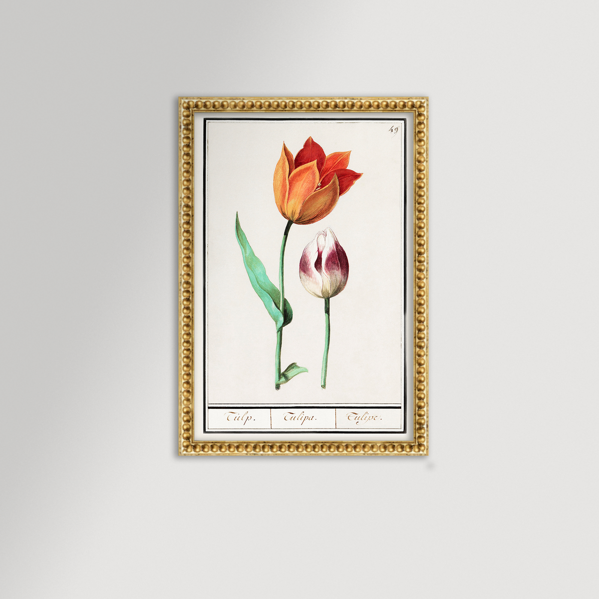 Botanical Tulip 49 Archival Reproduction Art Print