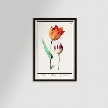Botanical Tulip 49 Archival Reproduction Art Print
