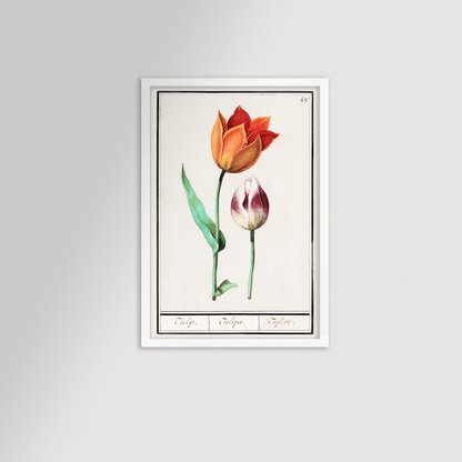 Botanical Tulip 49 Archival Reproduction Art Print