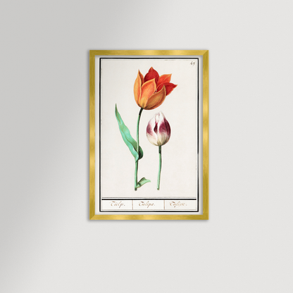 Botanical Tulip 49 Archival Reproduction Art Print
