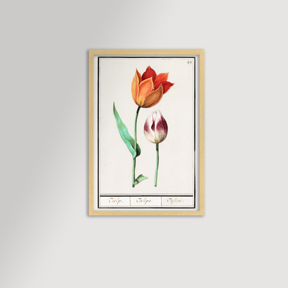 Botanical Tulip 49 Archival Reproduction Art Print