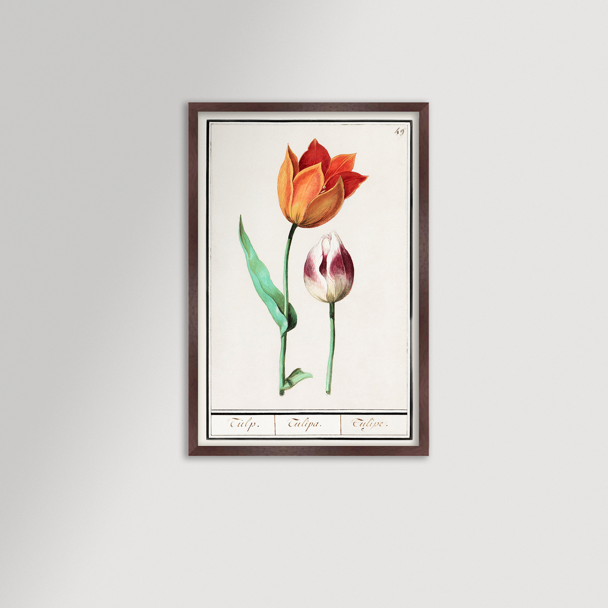 Botanical Tulip 49 Archival Reproduction Art Print