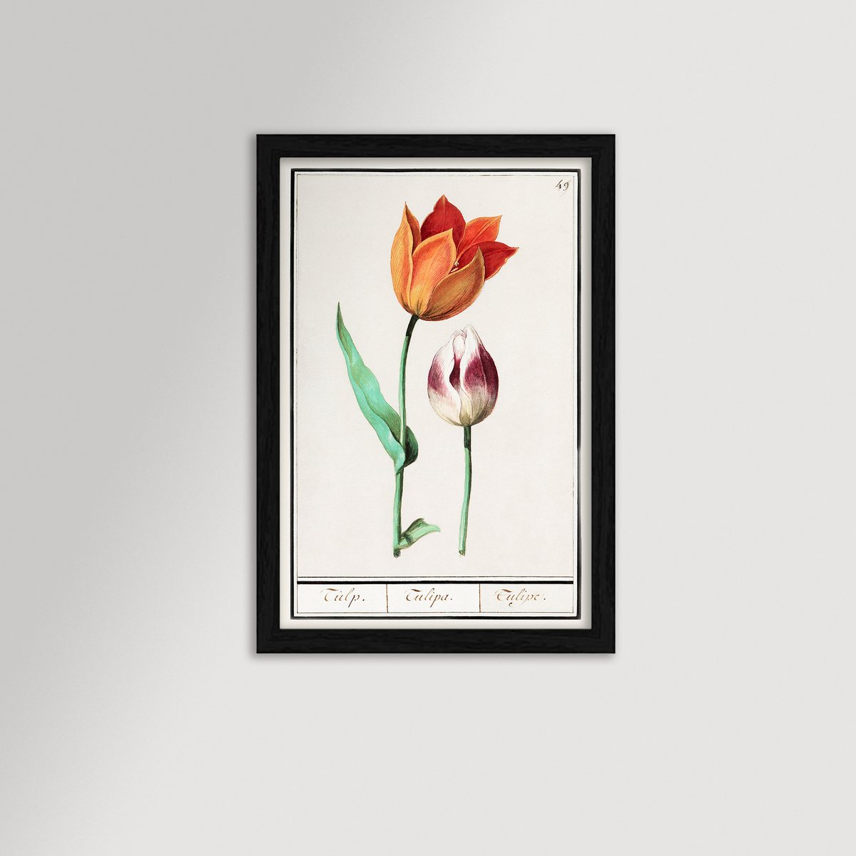 Botanical Tulip 49 Archival Reproduction Art Print