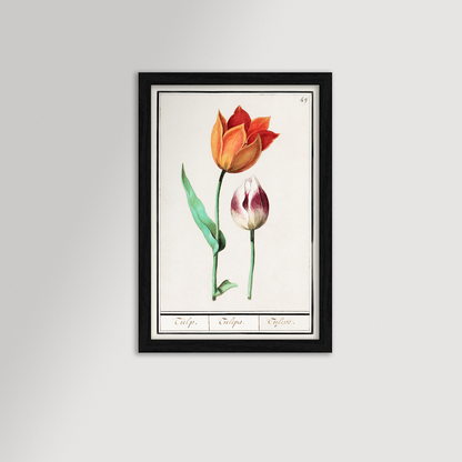 Botanical Tulip 49 Archival Reproduction Art Print