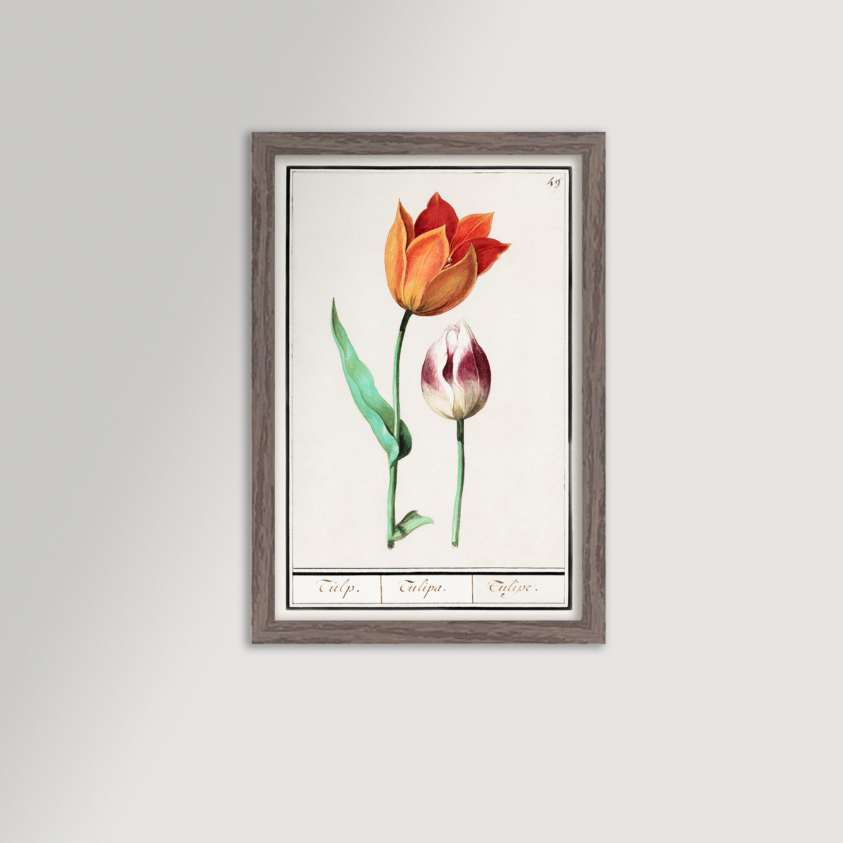 Botanical Tulip 49 Archival Reproduction Art Print