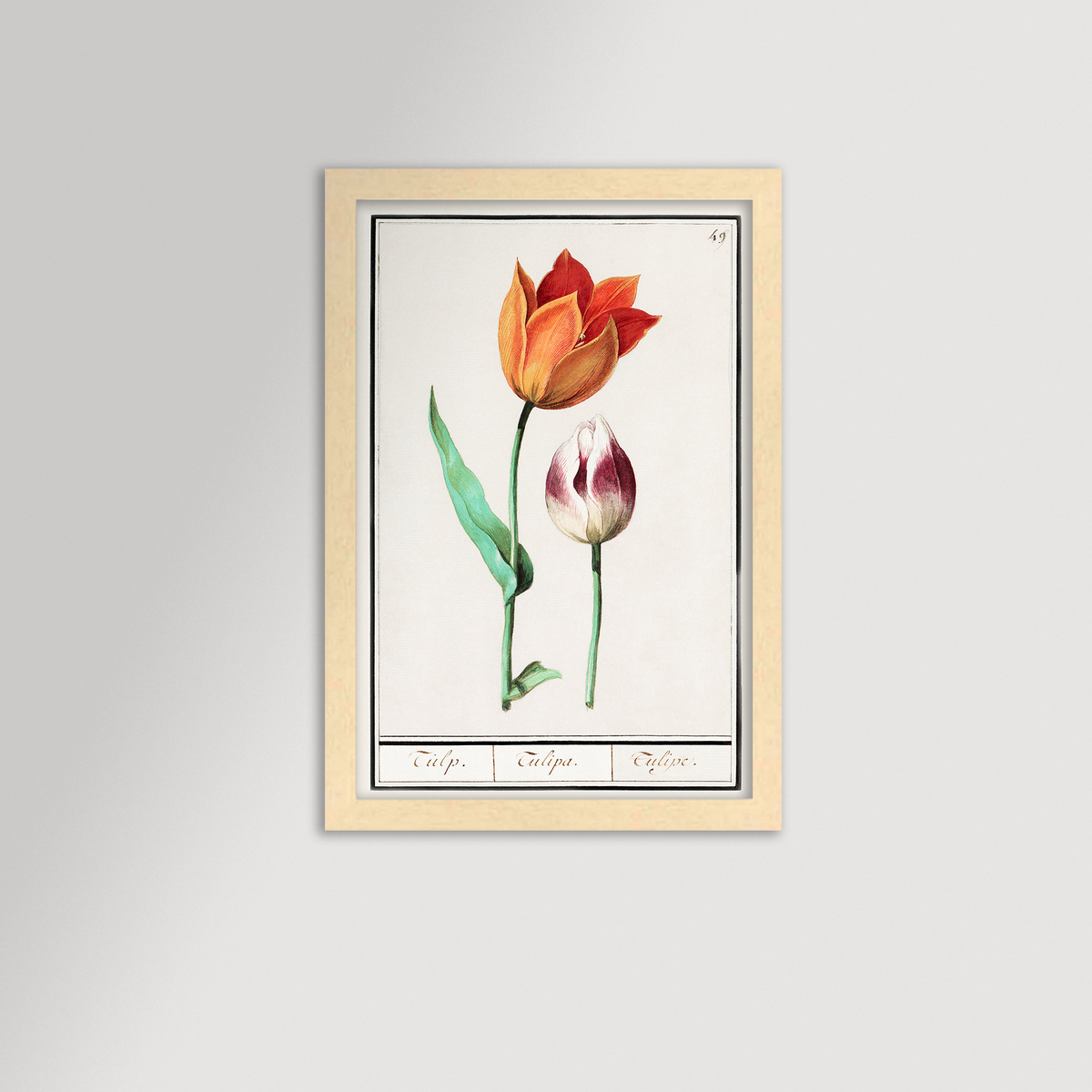 Botanical Tulip 49 Archival Reproduction Art Print