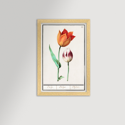 Botanical Tulip 49 Archival Reproduction Art Print