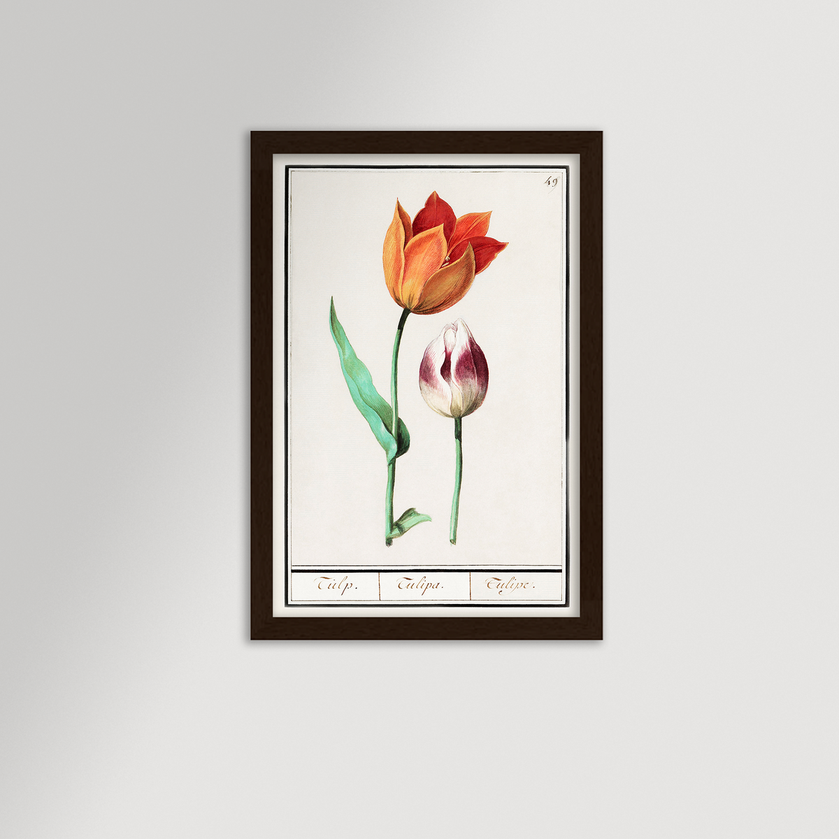 Botanical Tulip 49 Archival Reproduction Art Print