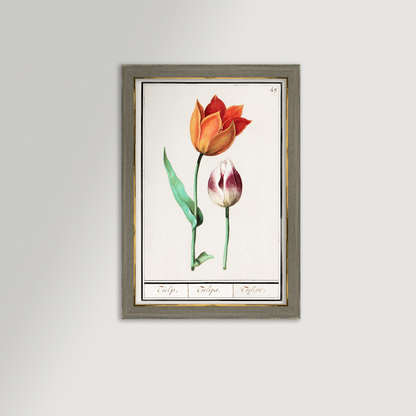 Botanical Tulip 49 Archival Reproduction Art Print