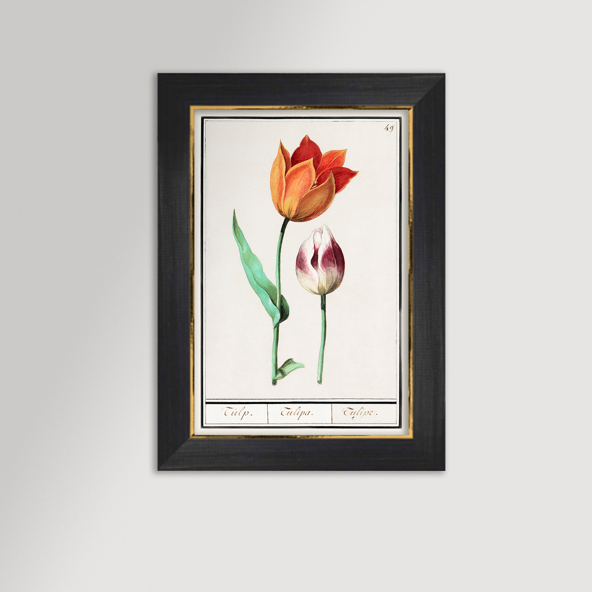 Botanical Tulip 49 Archival Reproduction Art Print