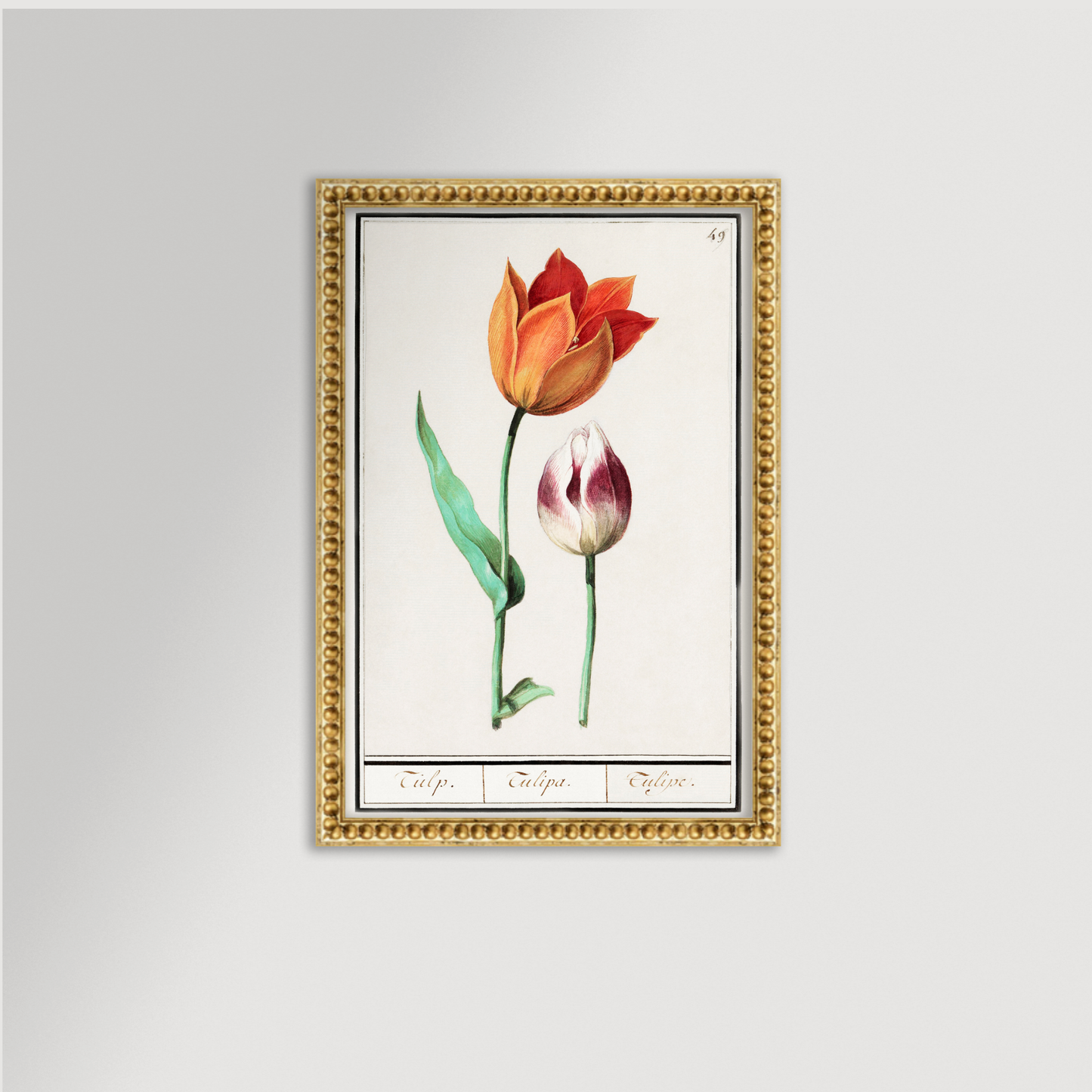 Botanical Tulip 49 Archival Reproduction Art Print