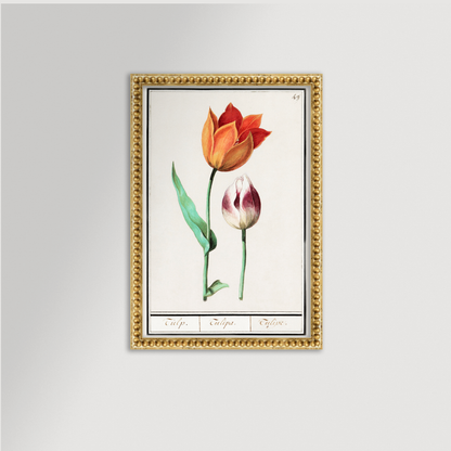 Botanical Tulip 49 Archival Reproduction Art Print