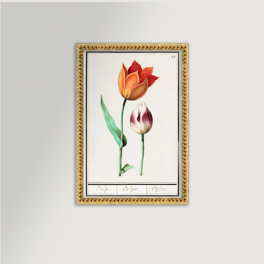 Botanical Tulip 49 Archival Reproduction Art Print