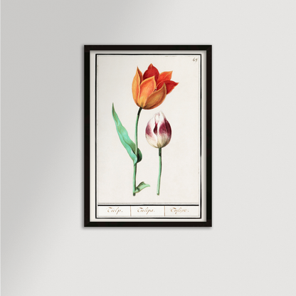 Botanical Tulip 49 Archival Reproduction Art Print