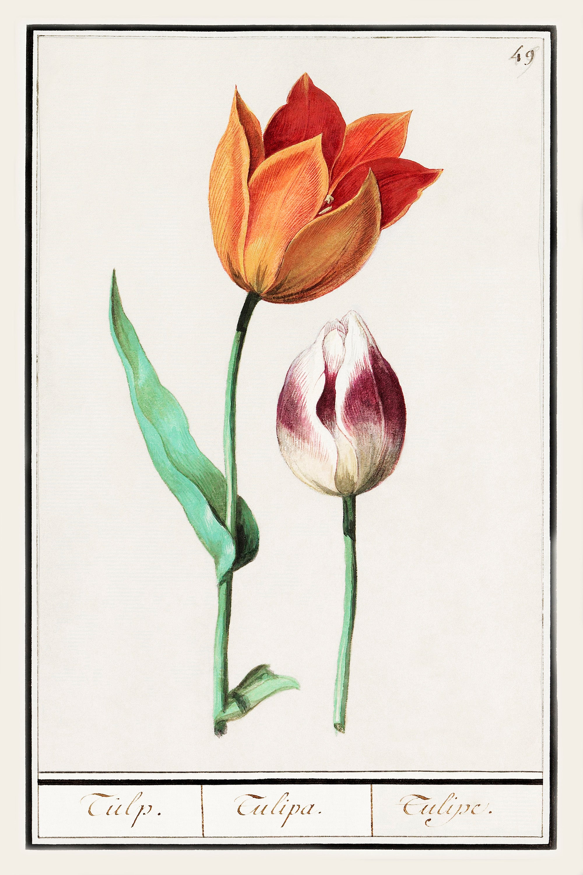 Botanical Tulip 49 Archival Reproduction Art Print