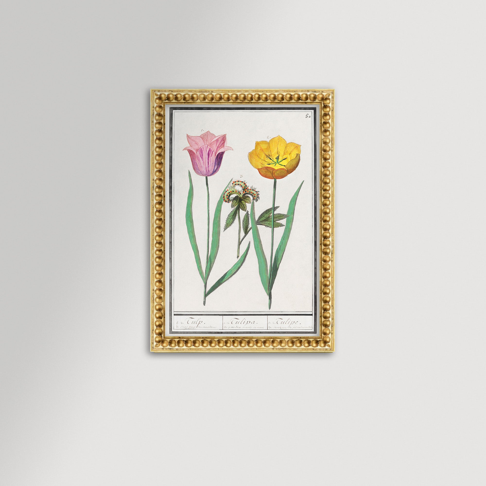 Botanical Tulip 50 Archival Reproduction Art Print