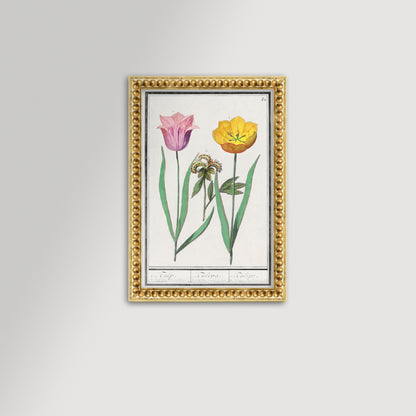 Botanical Tulip 50 Archival Reproduction Art Print