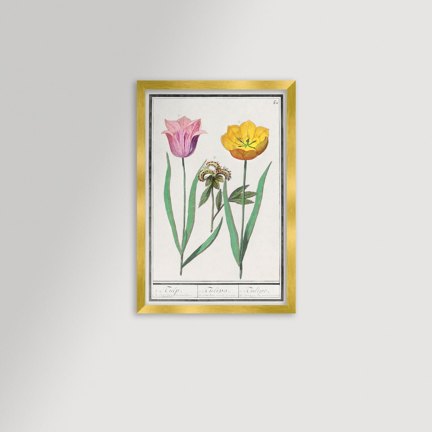 Botanical Tulip 50 Archival Reproduction Art Print