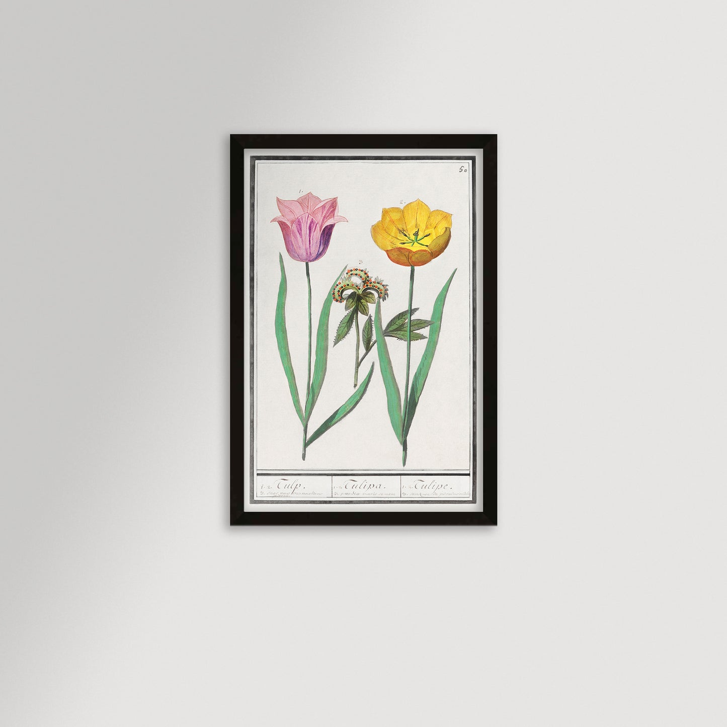 Botanical Tulip 50 Archival Reproduction Art Print
