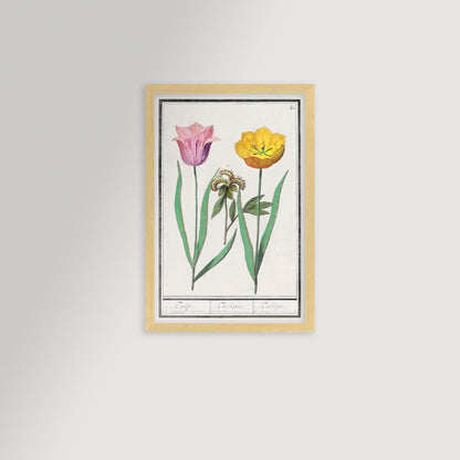 Botanical Tulip 50 Archival Reproduction Art Print
