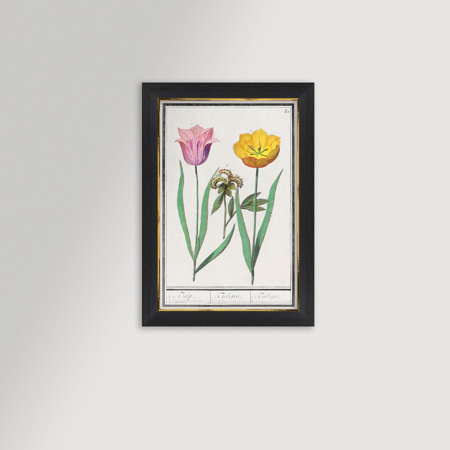 Botanical Tulip 50 Archival Reproduction Art Print