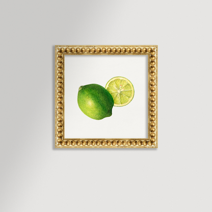 Lime Illustration Archival Reproduction Art Print