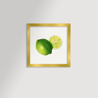 Lime Illustration Archival Reproduction Art Print