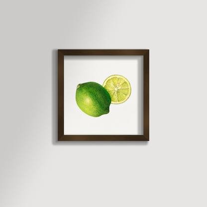 Lime Illustration Archival Reproduction Art Print