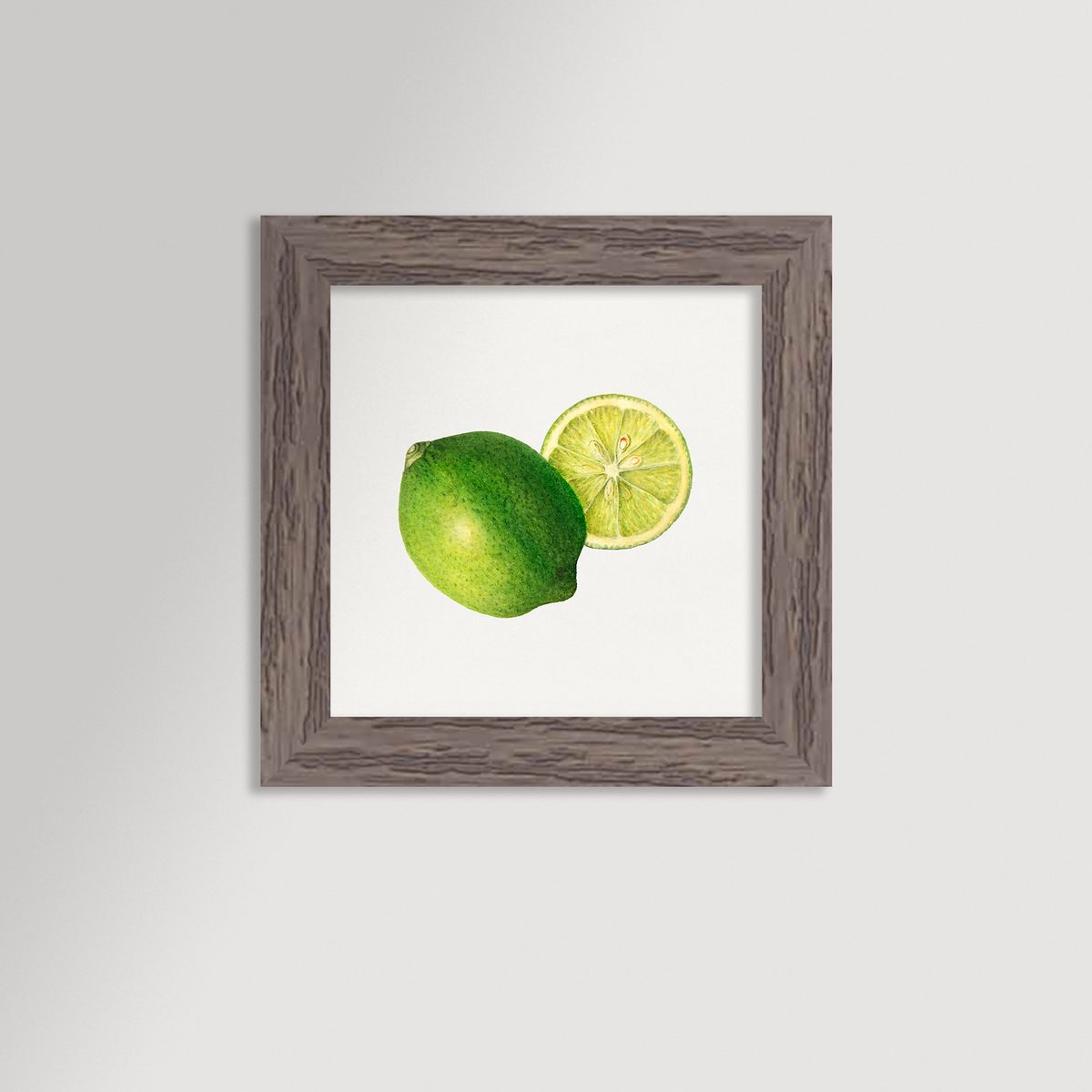 Lime Illustration Archival Reproduction Art Print