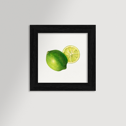 Lime Illustration Archival Reproduction Art Print