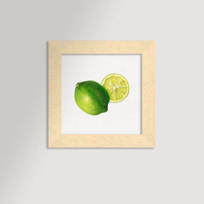 Lime Illustration Archival Reproduction Art Print