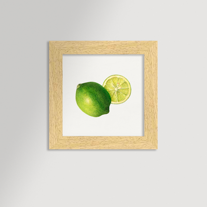 Lime Illustration Archival Reproduction Art Print
