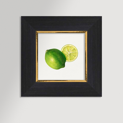 Lime Illustration Archival Reproduction Art Print