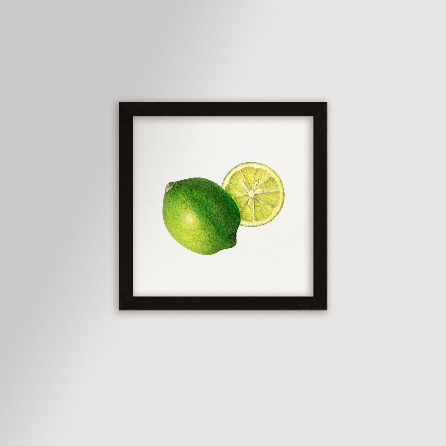 Lime Illustration Archival Reproduction Art Print