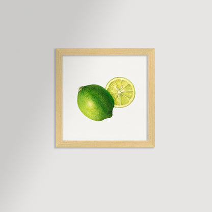 Lime Illustration Archival Reproduction Art Print