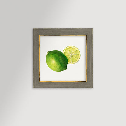 Lime Illustration Archival Reproduction Art Print