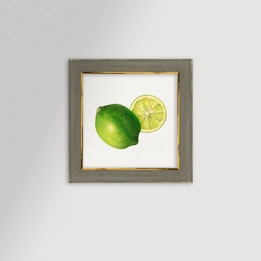 Lime Illustration Archival Reproduction Art Print