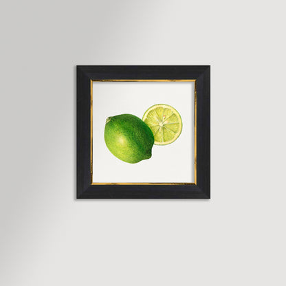 Lime Illustration Archival Reproduction Art Print