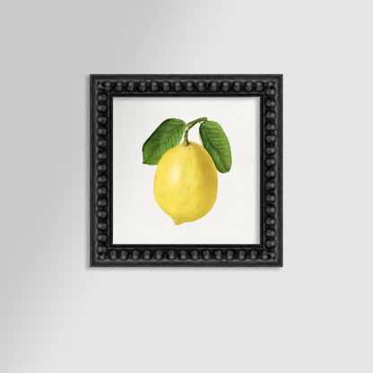 Lemon Illustration Archival Reproduction Art Print