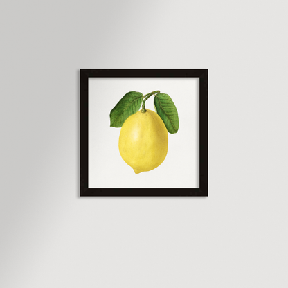 Lemon Illustration Archival Reproduction Art Print