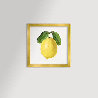 Lemon Illustration Archival Reproduction Art Print