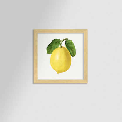 Lemon Illustration Archival Reproduction Art Print