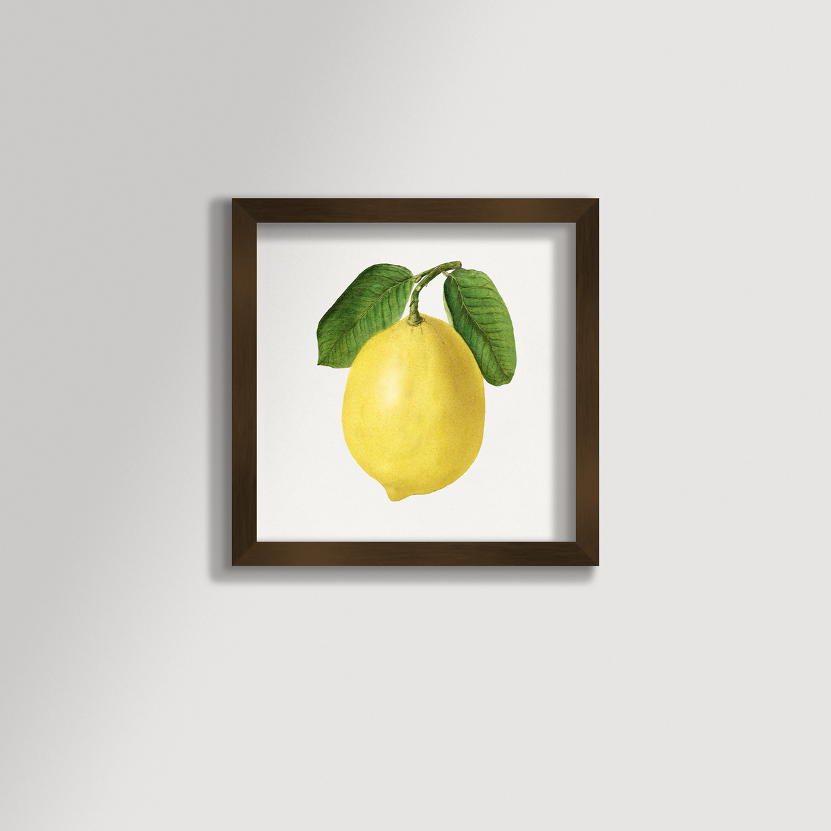 Lemon Illustration Archival Reproduction Art Print