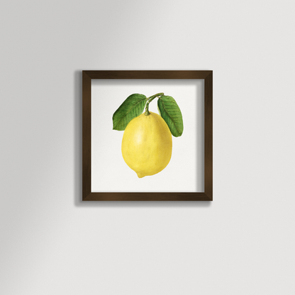 Lemon Illustration Archival Reproduction Art Print