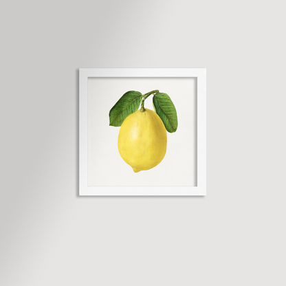 Lemon Illustration Archival Reproduction Art Print