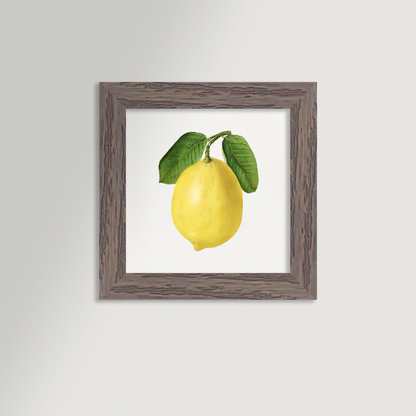 Lemon Illustration Archival Reproduction Art Print